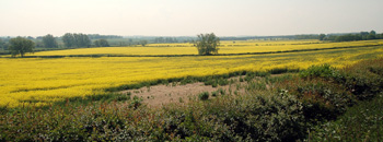 Rape fields near Harrold May 2008